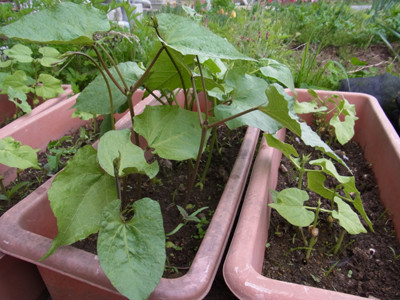 f:id:Naturalhistory:20120509155505j:image