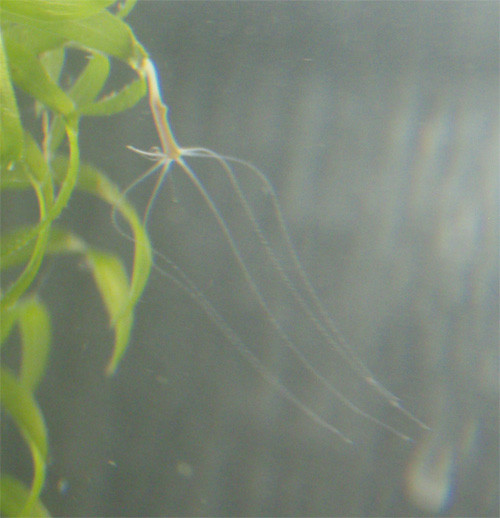 f:id:Naturalhistory:20120511101906j:image f:id:Naturalhistory:20120511101906j:image