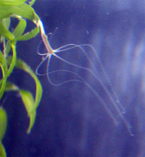 f:id:Naturalhistory:20120511101953j:image f:id:Naturalhistory:20120511101953j:image