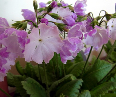 f:id:Naturalhistory:20120518161831j:image