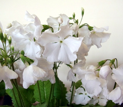 f:id:Naturalhistory:20120518162017j:image