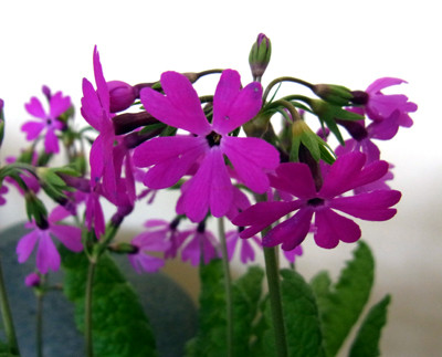 f:id:Naturalhistory:20120518162025j:image