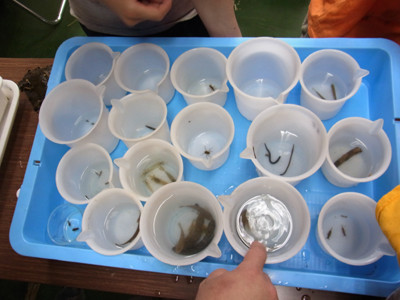 f:id:Naturalhistory:20120520132216j:image