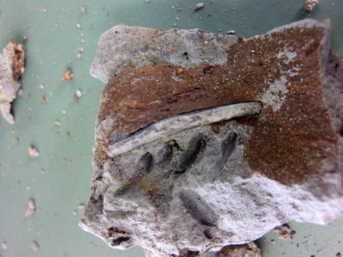 f:id:Naturalhistory:20120523135527j:image