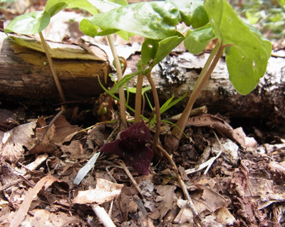 f:id:Naturalhistory:20120526112522j:image