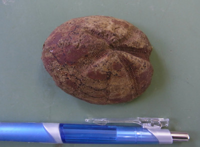 f:id:Naturalhistory:20120527142319j:image
