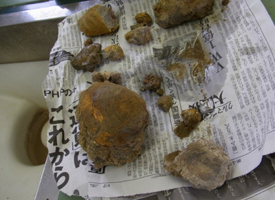 f:id:Naturalhistory:20120527142350j:image