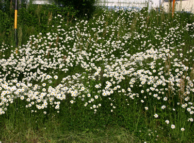 f:id:Naturalhistory:20120530171045j:image
