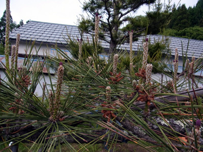 f:id:Naturalhistory:20120602175100j:image