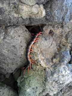 f:id:Naturalhistory:20120603121638j:image