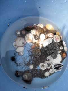 f:id:Naturalhistory:20120603143715j:image