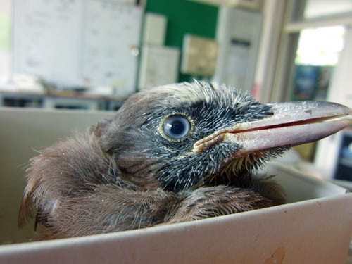 f:id:Naturalhistory:20120605093638j:image