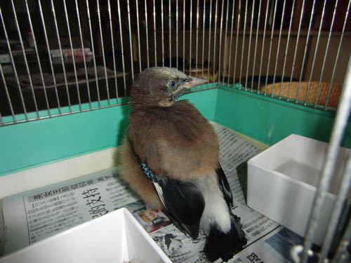 f:id:Naturalhistory:20120605163255j:image