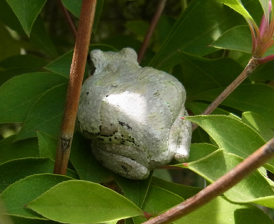 f:id:Naturalhistory:20120607105814j:image f:id:Naturalhistory:20120607105814j:image