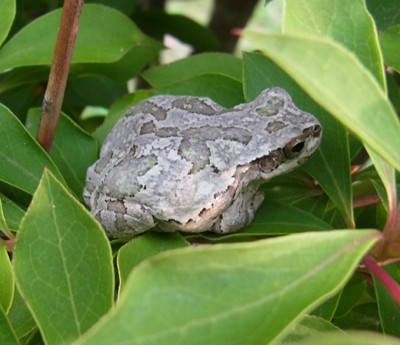f:id:Naturalhistory:20120607172225j:image f:id:Naturalhistory:20120607172225j:image