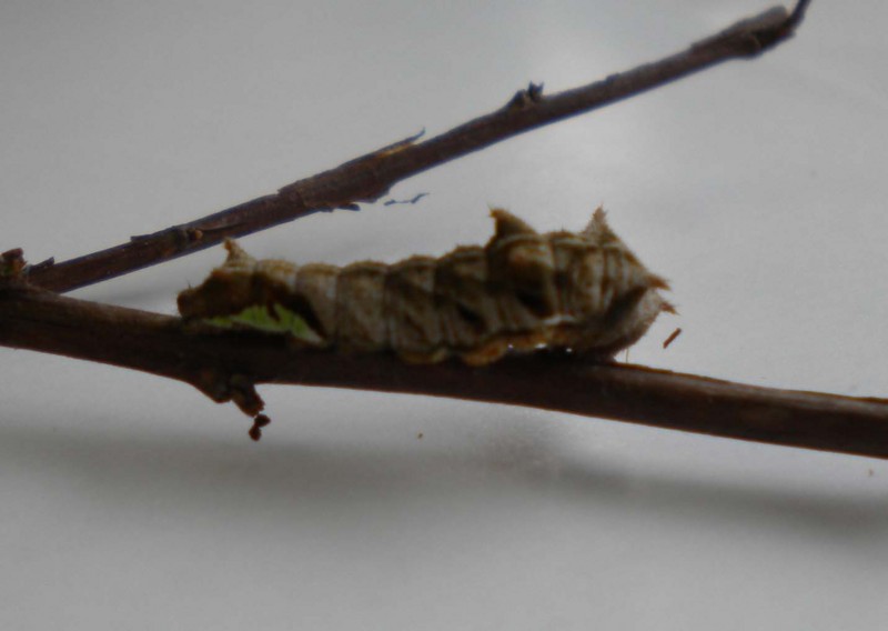 f:id:Naturalhistory:20120609171926j:image