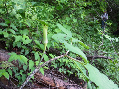 f:id:Naturalhistory:20120610122212j:image
