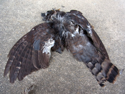 f:id:Naturalhistory:20120612170510j:image