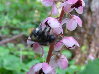 f:id:Naturalhistory:20120613054005j:image