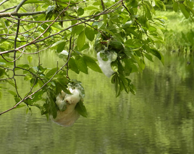 f:id:Naturalhistory:20120617093637j:image