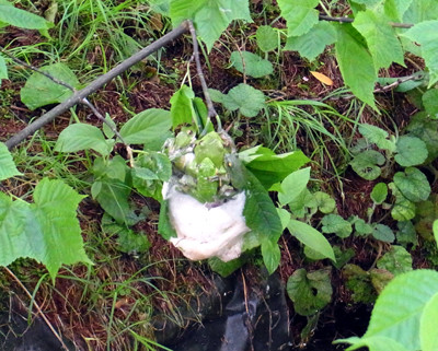 f:id:Naturalhistory:20120617111928j:image