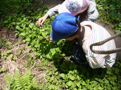 f:id:Naturalhistory:20120617113218j:image