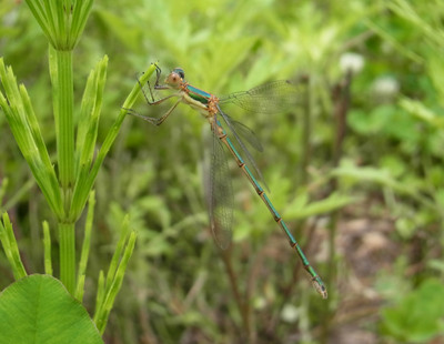f:id:Naturalhistory:20120618112042j:image