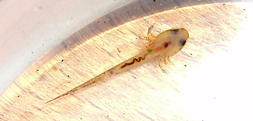 f:id:Naturalhistory:20120619172823j:image