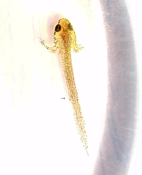 f:id:Naturalhistory:20120620170250j:image
