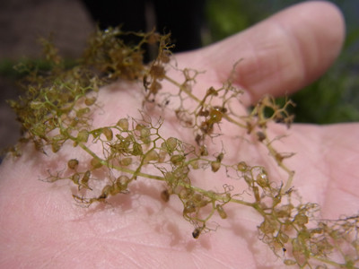 f:id:Naturalhistory:20120623100633j:image