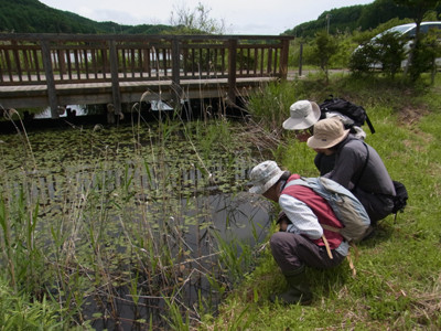 f:id:Naturalhistory:20120623103410j:image