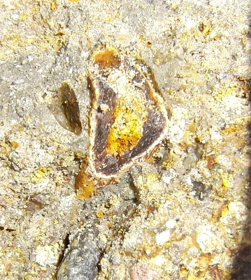 f:id:Naturalhistory:20120624165423j:image