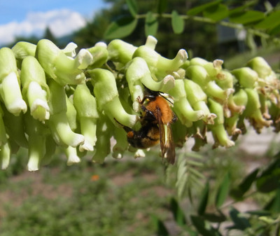 f:id:Naturalhistory:20120626143643j:image