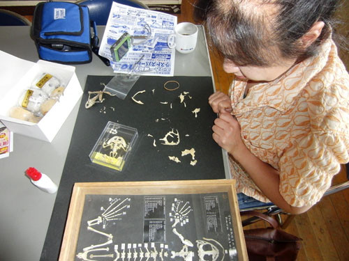 f:id:Naturalhistory:20120627165916j:image