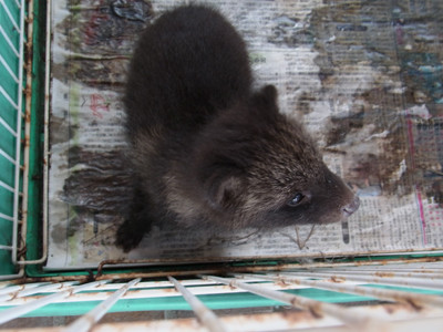 f:id:Naturalhistory:20120629130258j:image