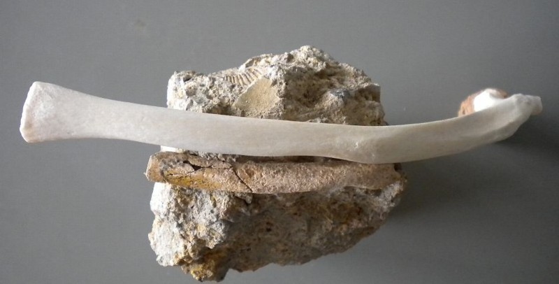 f:id:Naturalhistory:20120711163712j:image