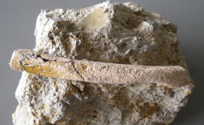 f:id:Naturalhistory:20120711163713j:image