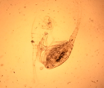 f:id:Naturalhistory:20120715113013j:image