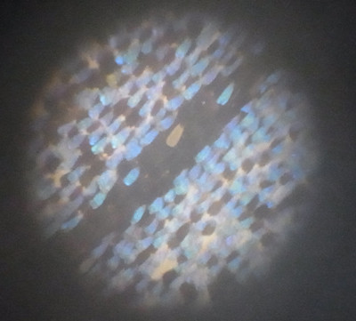 f:id:Naturalhistory:20120715142128j:image