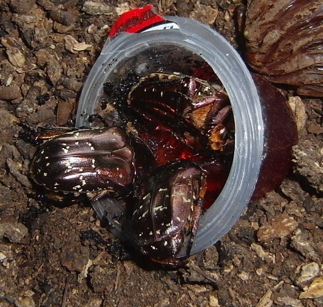 f:id:Naturalhistory:20120801180734j:image f:id:Naturalhistory:20120801180734j:image