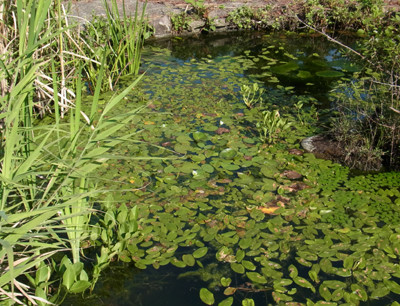 f:id:Naturalhistory:20120803155615j:image