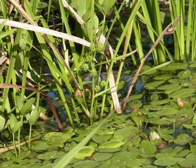 f:id:Naturalhistory:20120803155938j:image