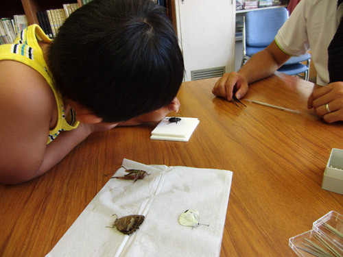 f:id:Naturalhistory:20120804131750j:image