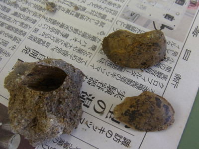 f:id:Naturalhistory:20120805132759j:image