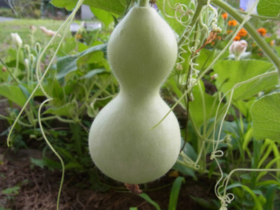 f:id:Naturalhistory:20120813165359j:image