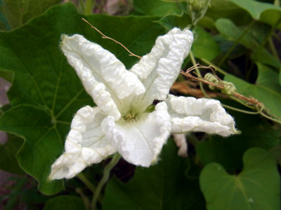 f:id:Naturalhistory:20120813165436j:image
