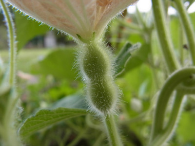 f:id:Naturalhistory:20120813165555j:image