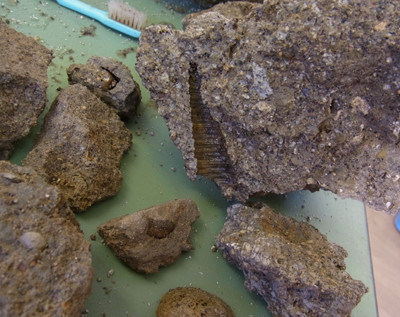 f:id:Naturalhistory:20120819135731j:image