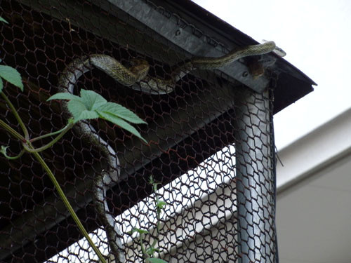 f:id:Naturalhistory:20120820174444j:image f:id:Naturalhistory:20120820174444j:image