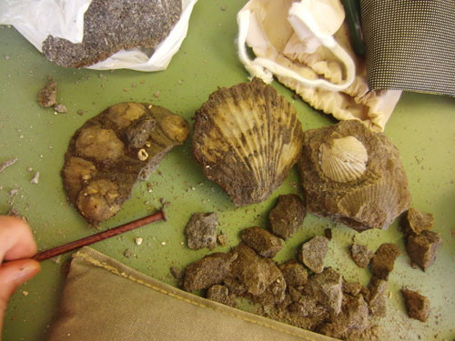 f:id:Naturalhistory:20120823145200j:image